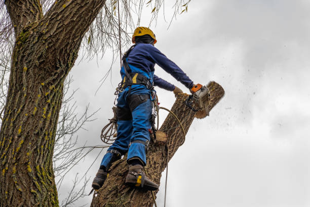  La Cienega, NM Tree Service Pros